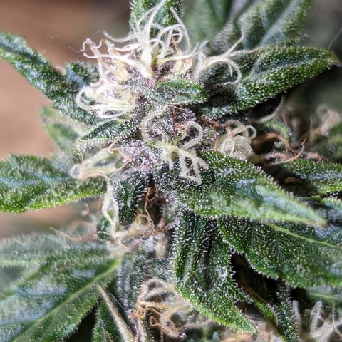 Anita-NH ATF (73), 13-27%, Sativa 149g wet/25g dry growlog timeline photo