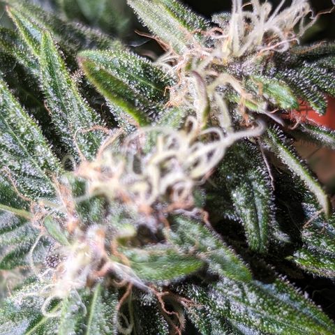 Anita-NH ATF (73), 13-27%, Sativa 149g wet/25g dry growlog timeline photo