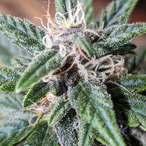 Anita-NH ATF (73), 13-27%, Sativa 149g wet/25g dry growlog timeline photo
