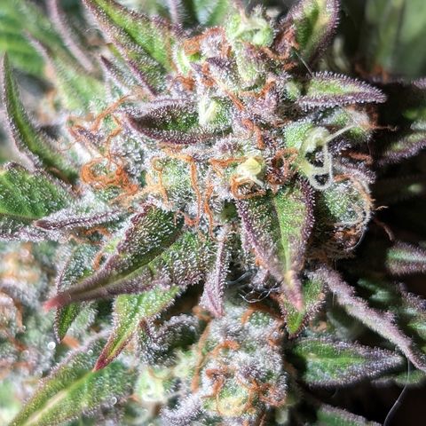 Frannie- BB Fat Bastard (90), Hybrid, 30-38%, 312 wet/57 dry growlog timeline photo