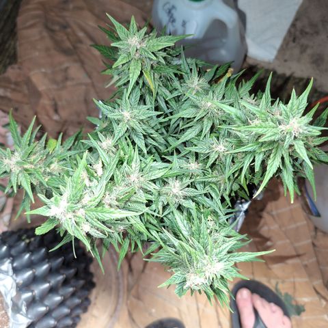 Donna- NH Nuclear Stardawg (74), 22% Sativa, 150g wet/29 dry growlog timeline photo