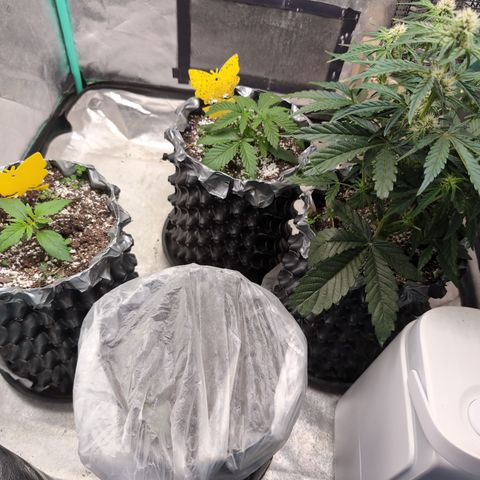 Donna- NH Nuclear Stardawg (74), 22% Sativa, 150g wet/29 dry growlog timeline photo