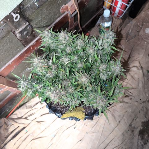 Donna- NH Nuclear Stardawg (74), 22% Sativa, 150g wet/29 dry growlog timeline photo