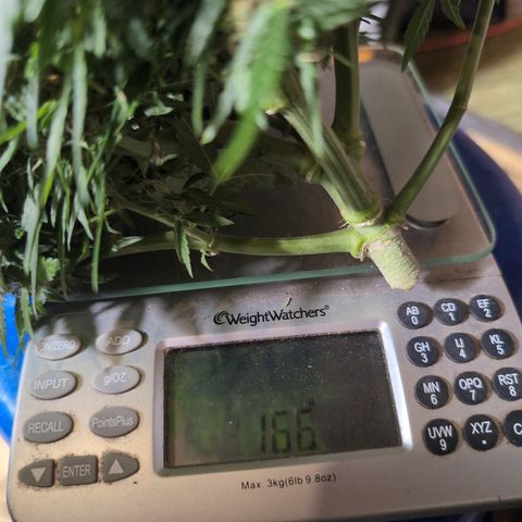 Anita-NH ATF (73), 13-27%, Sativa 149g wet/25g dry growlog photo: 166g ... Until trimming.