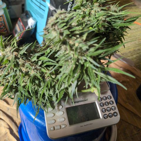 Anita-NH ATF (73), 13-27%, Sativa 149g wet/25g dry growlog timeline photo