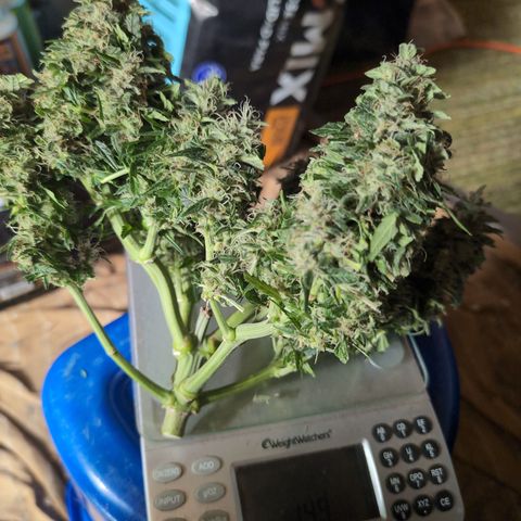 Anita-NH ATF (73), 13-27%, Sativa 149g wet/25g dry growlog photo: There is a most delightful smell in the air!