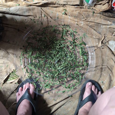 Anita-NH ATF (73), 13-27%, Sativa 149g wet/25g dry growlog timeline photo