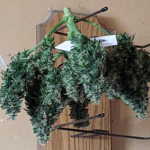 Anita-NH ATF (73), 13-27%, Sativa 149g wet/25g dry growlog timeline photo