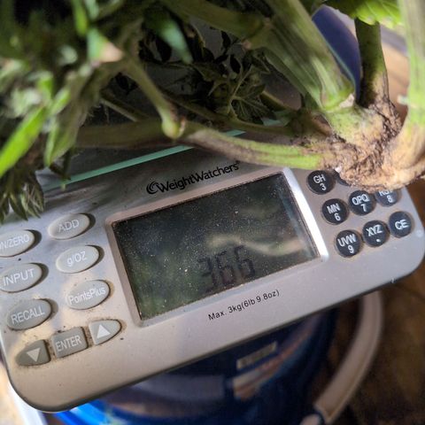 Frannie- BB Fat Bastard (90), Hybrid, 30-38%, 312 wet/57 dry growlog timeline photo