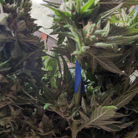 Frannie- BB Fat Bastard (90), Hybrid, 30-38%, 312 wet/57 dry growlog photo: Her broken arm healed beautifully!