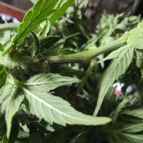 Frannie- BB Fat Bastard (90), Hybrid, 30-38%, 312 wet/57 dry growlog photo: Her broken arm healed beautifully!