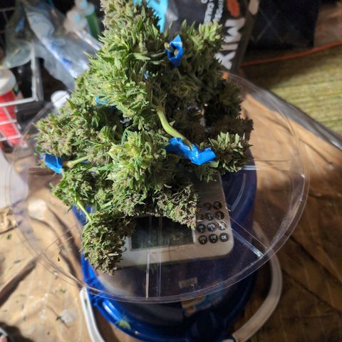 Frannie- BB Fat Bastard (90), Hybrid, 30-38%, 312 wet/57 dry growlog photo: 312g trimmed