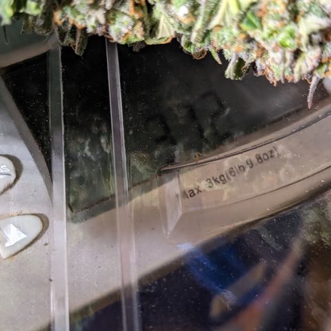 Frannie- BB Fat Bastard (90), Hybrid, 30-38%, 312 wet/57 dry growlog photo: 312g trimmed