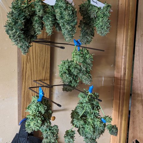 Frannie- BB Fat Bastard (90), Hybrid, 30-38%, 312 wet/57 dry growlog timeline photo