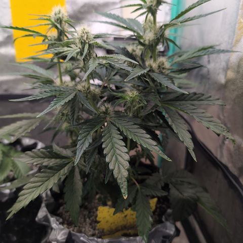 Donna- NH Nuclear Stardawg (74), 22% Sativa, 150g wet/29 dry growlog timeline photo