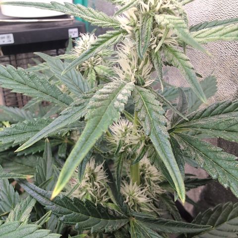 Donna- NH Nuclear Stardawg (74), 22% Sativa, 150g wet/29 dry growlog timeline photo