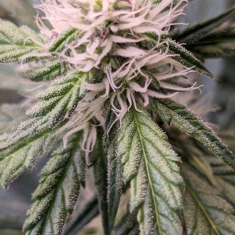 Donna- NH Nuclear Stardawg (74), 22% Sativa, 150g wet/29 dry growlog photo: It's more trichs than sunburn!!
