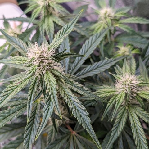 Donna- NH Nuclear Stardawg (74), 22% Sativa, 150g wet/29 dry growlog photo: It's more trichs than sunburn!!