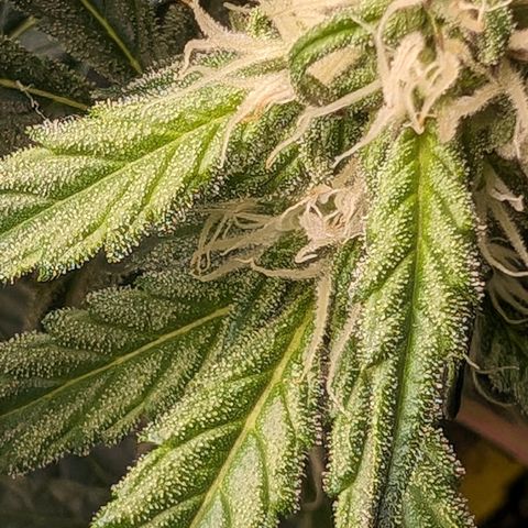 Donna- NH Nuclear Stardawg (74), 22% Sativa, 150g wet/29 dry growlog photo: It's more trichs than sunburn!!