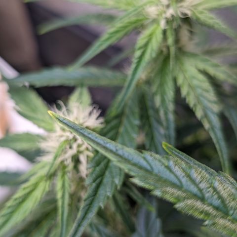 Donna- NH Nuclear Stardawg (74), 22% Sativa, 150g wet/29 dry growlog photo: It's more trichs than sunburn!!