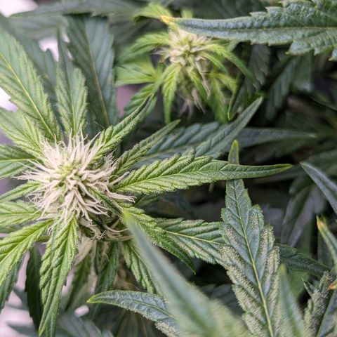 Donna- NH Nuclear Stardawg (74), 22% Sativa, 150g wet/29 dry growlog photo: It's more trichs than sunburn!!