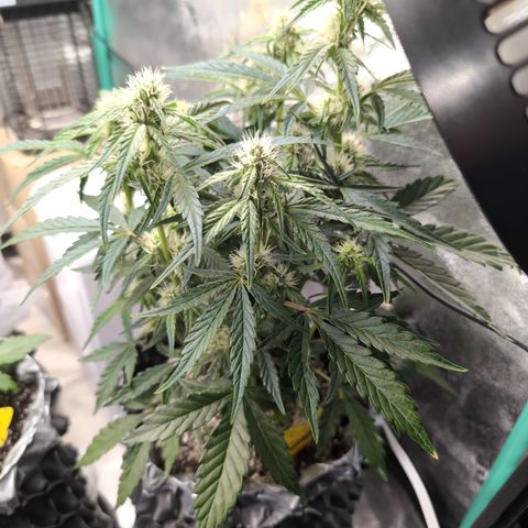 Donna- NH Nuclear Stardawg (74), 22% Sativa, 150g wet/29 dry growlog photo: Tallest ever!!