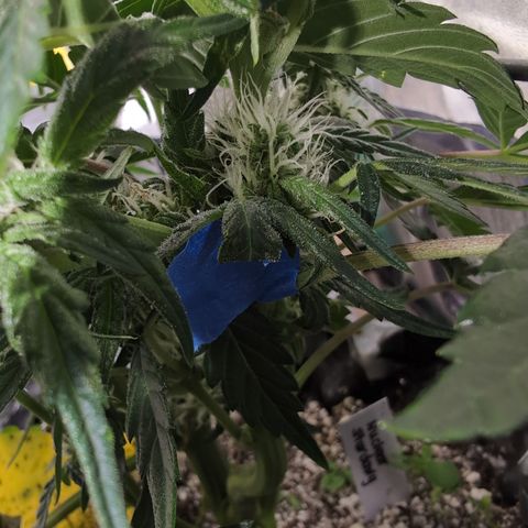 Donna- NH Nuclear Stardawg (74), 22% Sativa, 150g wet/29 dry growlog timeline photo