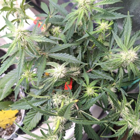 Donna- NH Nuclear Stardawg (74), 22% Sativa, 150g wet/29 dry growlog photo: A little better, but I broke her one arm.