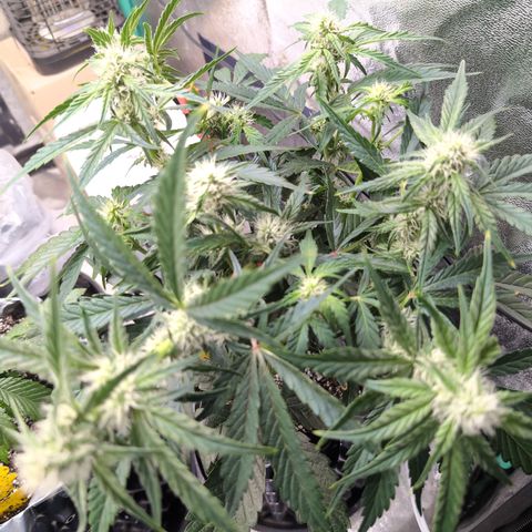 Donna- NH Nuclear Stardawg (74), 22% Sativa, 150g wet/29 dry growlog timeline photo