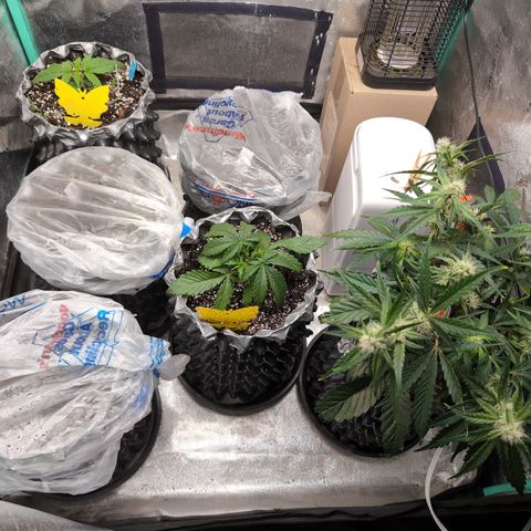 Donna- NH Nuclear Stardawg (74), 22% Sativa, 150g wet/29 dry growlog photo: Kdg with the teacher and aides. 😆😎
