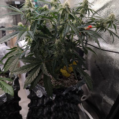 Donna- NH Nuclear Stardawg (74), 22% Sativa, 150g wet/29 dry growlog timeline photo