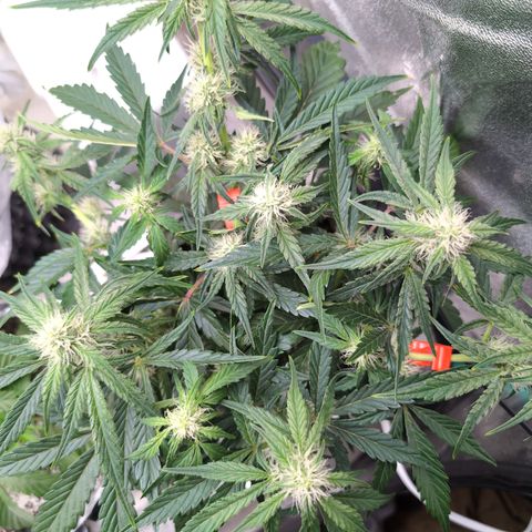 Donna- NH Nuclear Stardawg (74), 22% Sativa, 150g wet/29 dry growlog timeline photo