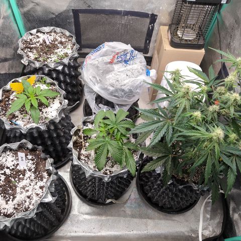 Donna- NH Nuclear Stardawg (74), 22% Sativa, 150g wet/29 dry growlog timeline photo