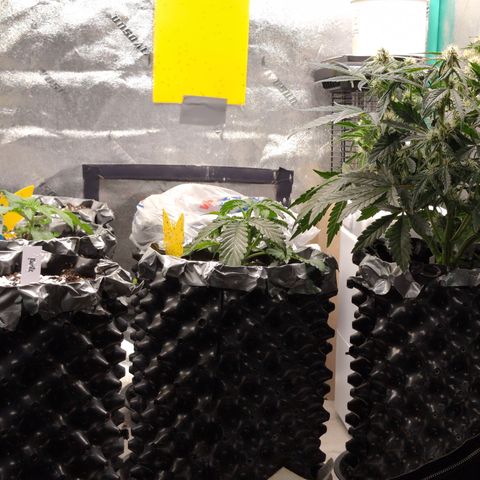 Donna- NH Nuclear Stardawg (74), 22% Sativa, 150g wet/29 dry growlog timeline photo