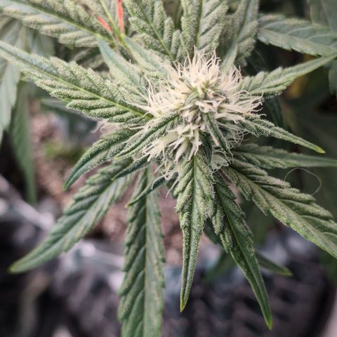 Donna- NH Nuclear Stardawg (74), 22% Sativa, 150g wet/29 dry growlog timeline photo