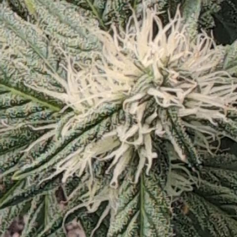 Donna- NH Nuclear Stardawg (74), 22% Sativa, 150g wet/29 dry growlog timeline photo