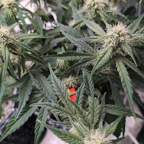 Donna- NH Nuclear Stardawg (74), 22% Sativa, 150g wet/29 dry growlog timeline photo