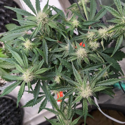 Donna- NH Nuclear Stardawg (74), 22% Sativa, 150g wet/29 dry growlog timeline photo