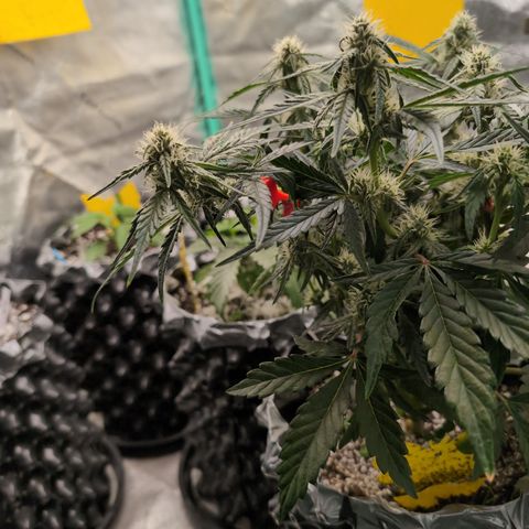 Donna- NH Nuclear Stardawg (74), 22% Sativa, 150g wet/29 dry growlog timeline photo