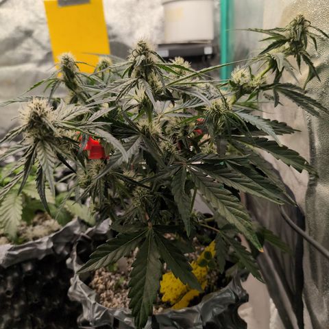 Donna- NH Nuclear Stardawg (74), 22% Sativa, 150g wet/29 dry growlog timeline photo