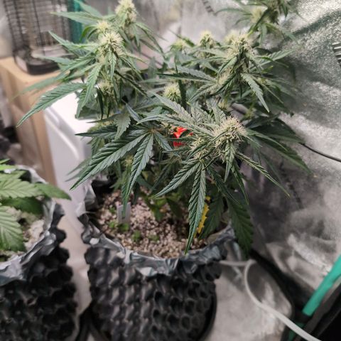 Donna- NH Nuclear Stardawg (74), 22% Sativa, 150g wet/29 dry growlog timeline photo