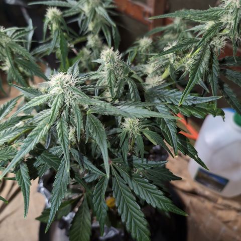 Donna- NH Nuclear Stardawg (74), 22% Sativa, 150g wet/29 dry growlog photo: Beginning stats