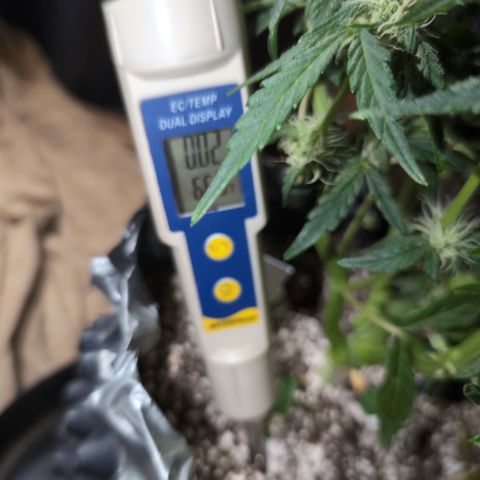Donna- NH Nuclear Stardawg (74), 22% Sativa, 150g wet/29 dry growlog photo: Beginning stats