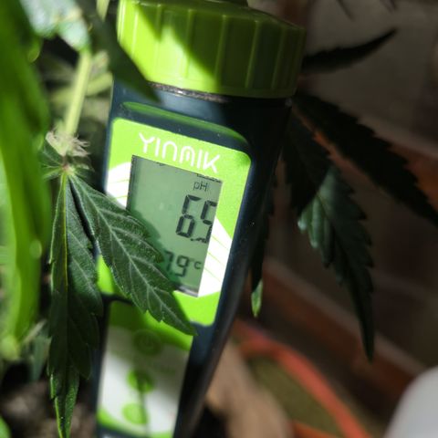 Donna- NH Nuclear Stardawg (74), 22% Sativa, 150g wet/29 dry growlog photo: Beginning stats