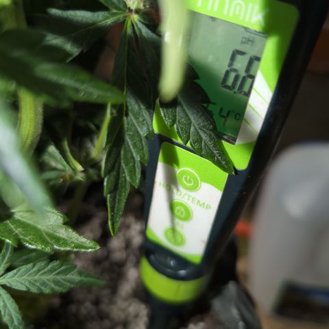 Donna- NH Nuclear Stardawg (74), 22% Sativa, 150g wet/29 dry growlog photo: 2.30 and dropping. She's good!!