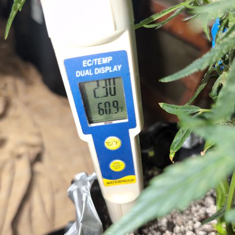 Donna- NH Nuclear Stardawg (74), 22% Sativa, 150g wet/29 dry growlog photo: 2.30 and dropping. She's good!!