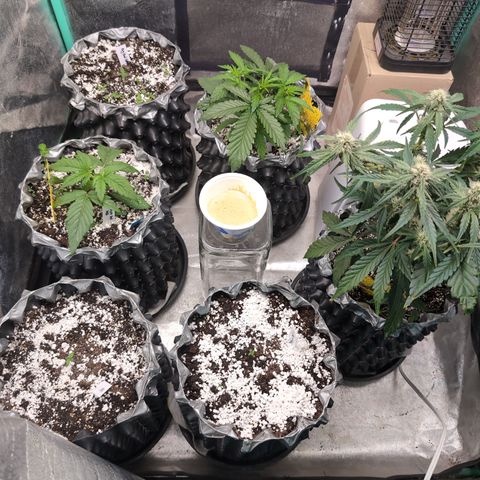 Donna- NH Nuclear Stardawg (74), 22% Sativa, 150g wet/29 dry growlog timeline photo