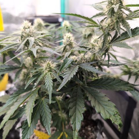 Donna- NH Nuclear Stardawg (74), 22% Sativa, 150g wet/29 dry growlog photo: That too cold keeps turning back up. Guess we'll go with it.