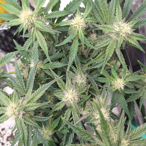 Donna- NH Nuclear Stardawg (74), 22% Sativa, 150g wet/29 dry growlog timeline photo