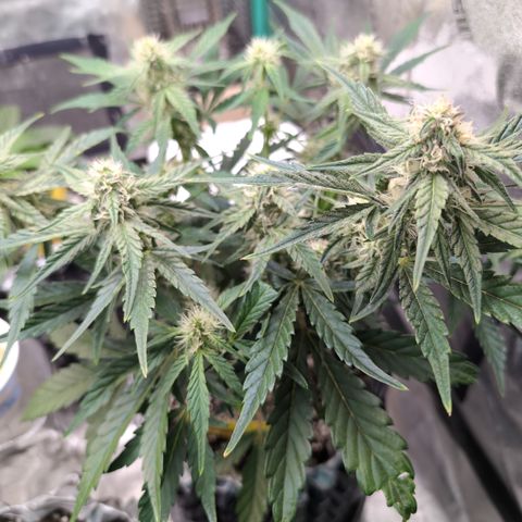 Donna- NH Nuclear Stardawg (74), 22% Sativa, 150g wet/29 dry growlog timeline photo